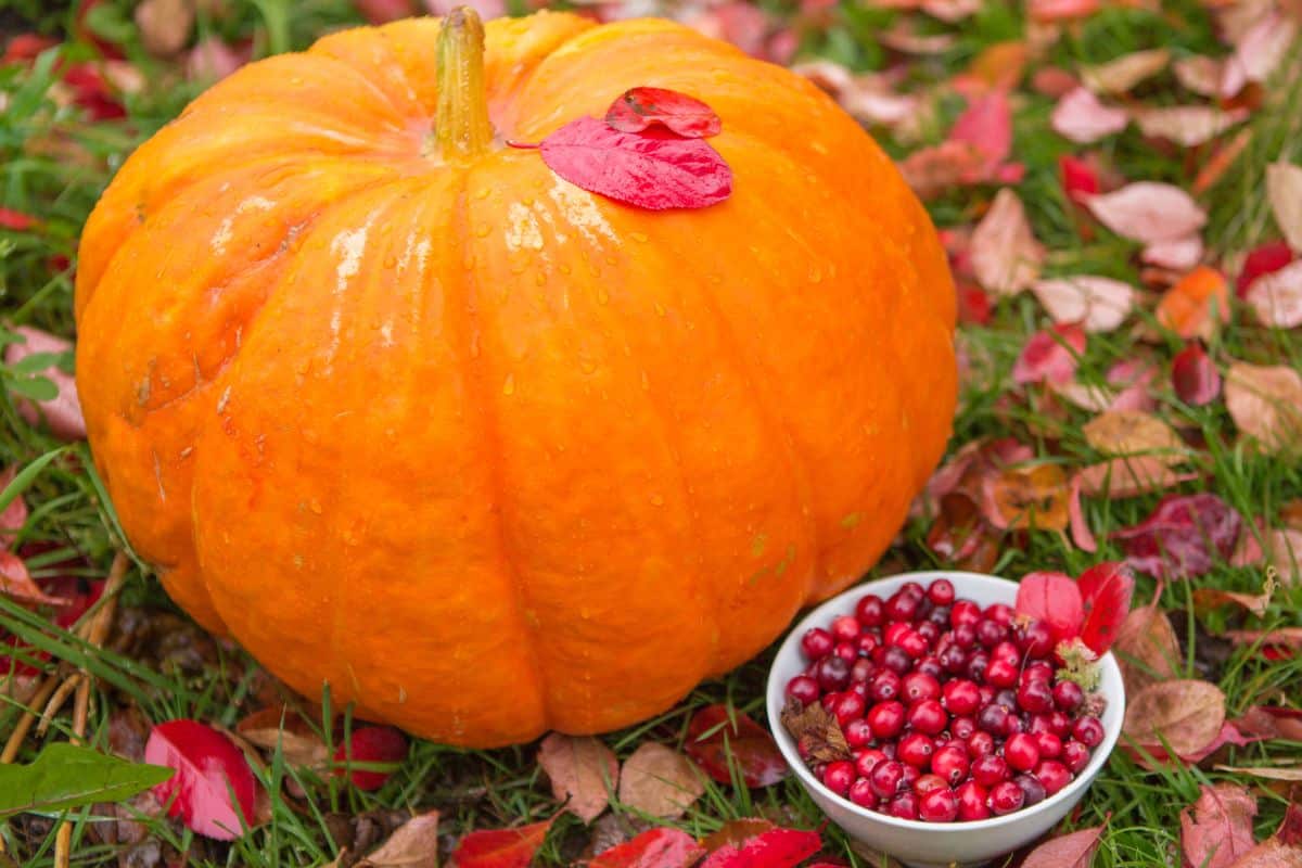 Kürbiskerne und Preiselbeeren Reizblasen Beckenbodentherapie Binningen