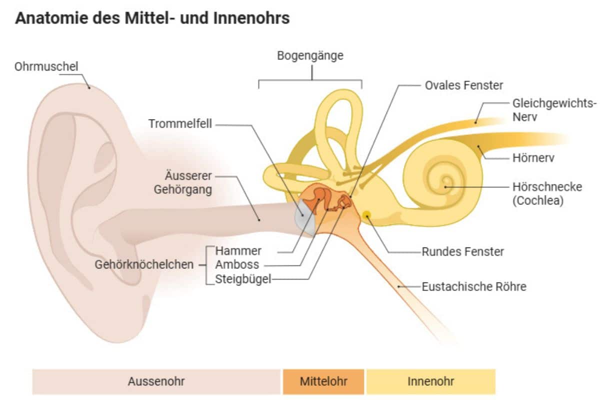 Gleichgewicht Innenohr Anatomie Physiotherapie Binningen